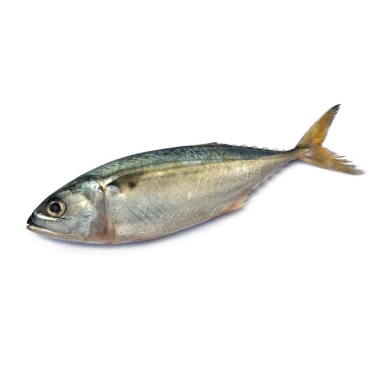 Chub Mackerel (Ikan Kembung)