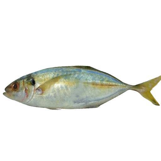 Yellow Tail Scad (Ikan Selar)
