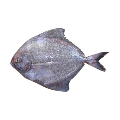 Black Pomfret (Bawal Hitam)