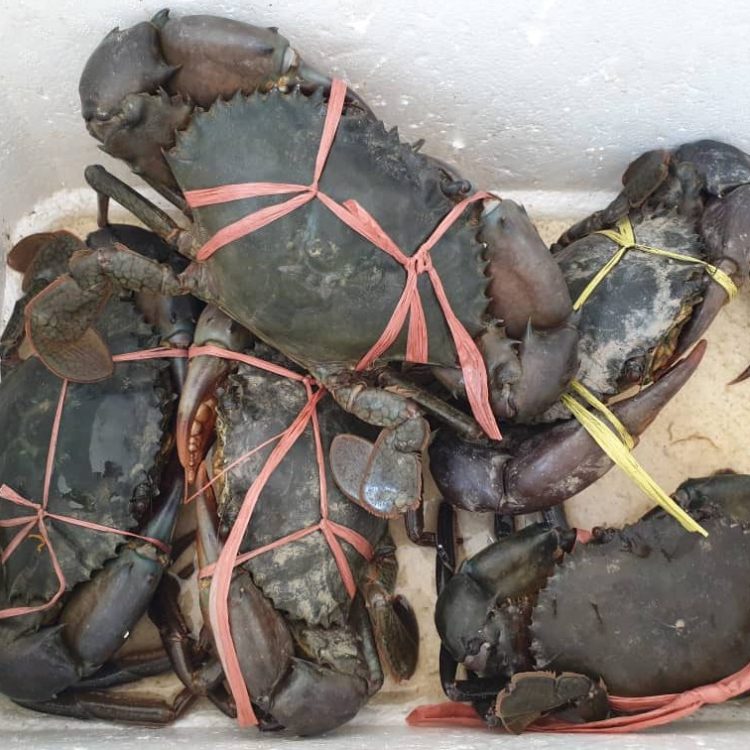 Sea Food Fresh