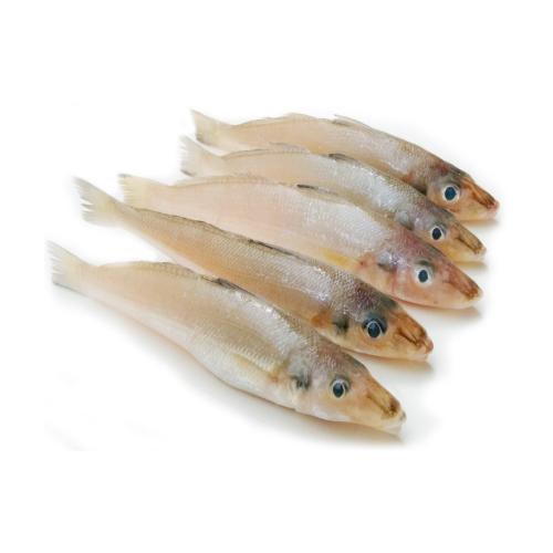 Ikan Bulus