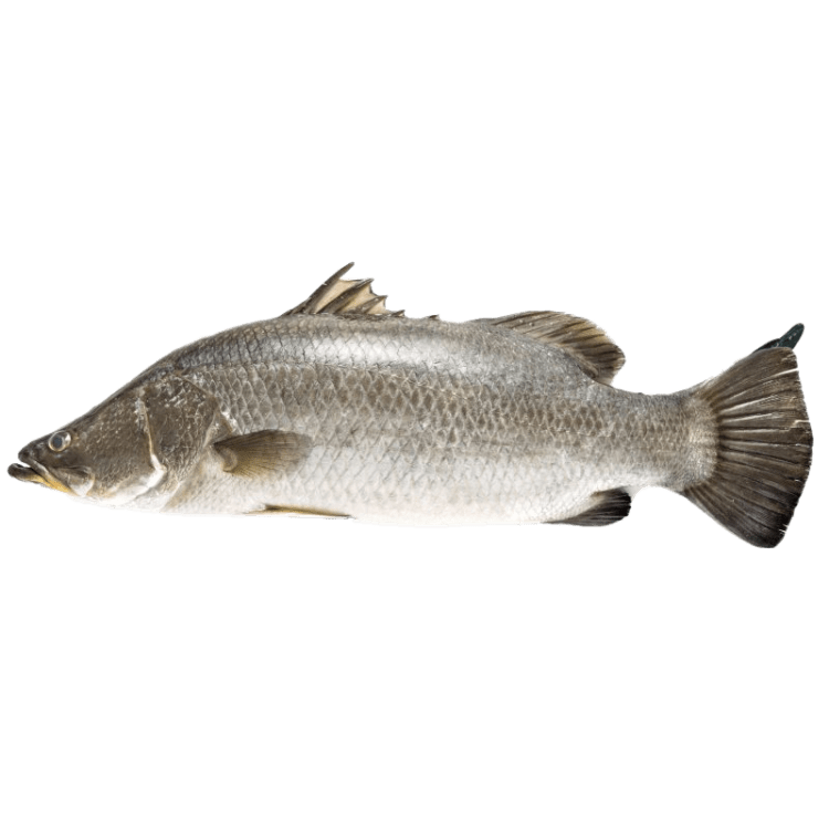 Siakap