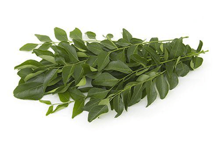 Curry Leaf (1 stack)